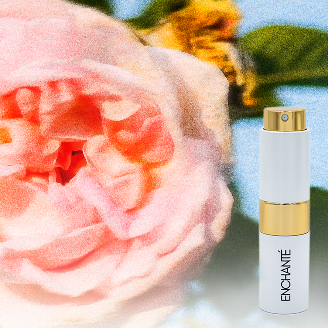 Radiant Rose